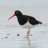 Magellanic Oystercatcher